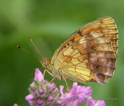 Attēlu rezultāti vaicājumam “Brenthis daphne underside”