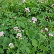 Attēlu rezultāti vaicājumam “Astrantia major fruit”