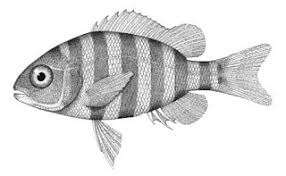 Image result for Archosargus probatocephalus