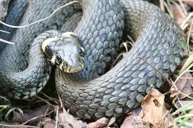 Attēlu rezultāti vaicājumam “Natrix natrix”