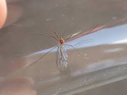 Attēlu rezultāti vaicājumam “Trichocera”