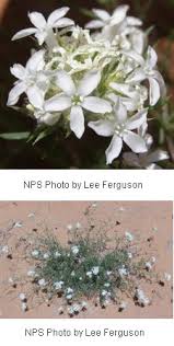 Attēlu rezultāti vaicājumam “Polemoniaceae”