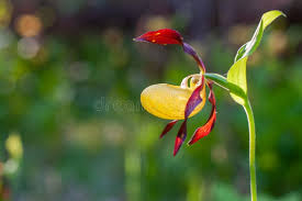 Attēlu rezultāti vaicājumam “Cypripedium calceolus flower”