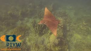 Image result for Aetobatus narinari