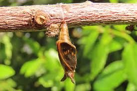 Attēlu rezultāti vaicājumam “Limenitis camilla underside”