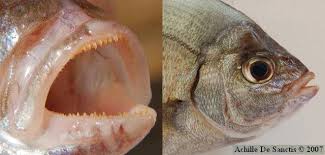 Image result for Spondyliosoma cantharus