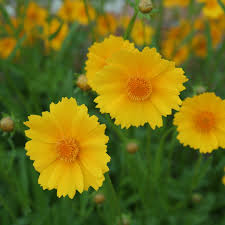 Image result for Coreopsis