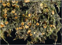 Attēlu rezultāti vaicājumam “Coenogonium pineti”