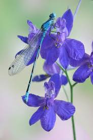 Attēlu rezultāti vaicājumam “Enallagma cyathigerum male”