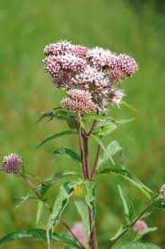 Image result for Eupatorium cannabinum