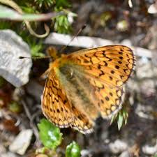 Attēlu rezultāti vaicājumam “Boloria eunomia”