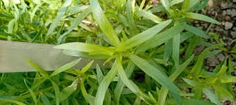 Image result for Artemisia dracunculus