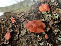 Attēlu rezultāti vaicājumam “Craterocolla cerasi”