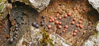 Attēlu rezultāti vaicājumam “Lycogala botrydium young”