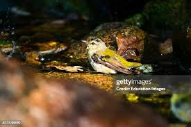 Image result for Vermivora peregrina