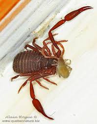 Attēlu rezultāti vaicājumam “Chelifer cancroides”