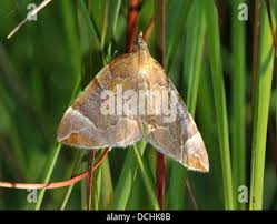 Attēlu rezultāti vaicājumam “Eulithis testata”