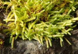 Attēlu rezultāti vaicājumam “Myurella julacea”