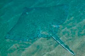 Image result for Rostroraja alba