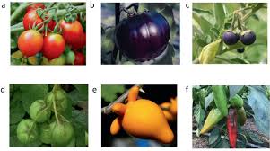 Attēlu rezultāti vaicājumam “Solanaceae”