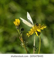 Attēlu rezultāti vaicājumam “Pieris rapae female”