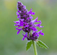Attēlu rezultāti vaicājumam “Stachys officinalis flower”