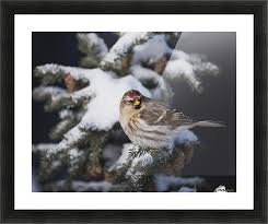 Attēlu rezultāti vaicājumam “Carduelis flammea female”