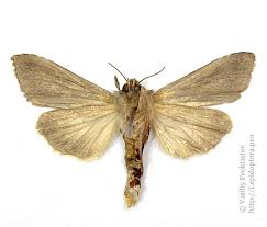 Attēlu rezultāti vaicājumam “Cucullia fraudatrix”