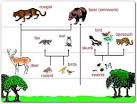 Temperate Deciduous Forest Biomes