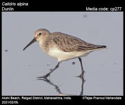 Attēlu rezultāti vaicājumam “Calidris alpina adult”