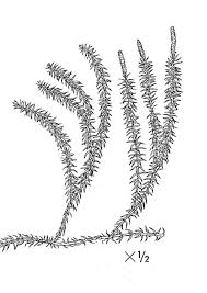 Attēlu rezultāti vaicājumam “Lycopodium annotinum”