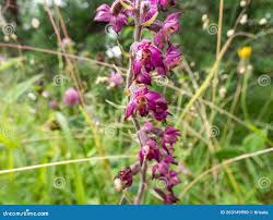 Attēlu rezultāti vaicājumam “Epipactis atrorubens flower”