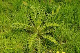Attēlu rezultāti vaicājumam “Cirsium vulgare leaf”