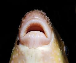 Image result for Moxostoma macrolepidotum