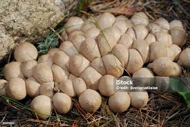 Attēlu rezultāti vaicājumam “Lycoperdon pyriforme”