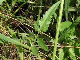 Attēlu rezultāti vaicājumam “Torilis japonica leaf”