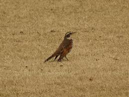 Image result for Turdus eunomus