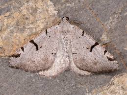 Attēlu rezultāti vaicājumam “Macaria wauaria”