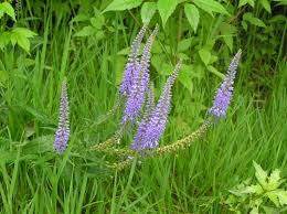 Attēlu rezultāti vaicājumam “Veronica longifolia bud”