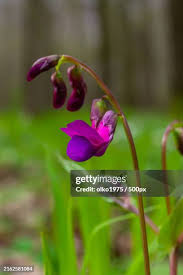 Attēlu rezultāti vaicājumam “Lathyrus vernus leaf”
