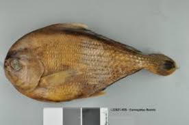 Image result for Eumegistus illustris