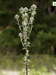 Attēlu rezultāti vaicājumam “Carlina vulgaris flower”