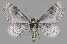 Attēlu rezultāti vaicājumam “Eupithecia icterata female”