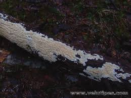 Attēlu rezultāti vaicājumam “Basidioradulum radula”