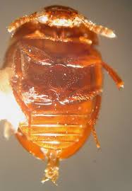 Attēlu rezultāti vaicājumam “Anisotoma humeralis”