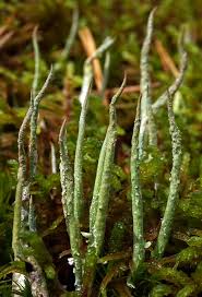 Attēlu rezultāti vaicājumam “Cladonia cornuta”