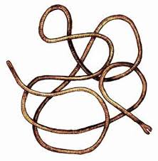 Attēlu rezultāti vaicājumam “Gordius aquaticus”