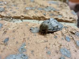 Attēlu rezultāti vaicājumam “Arctophila superbiens”