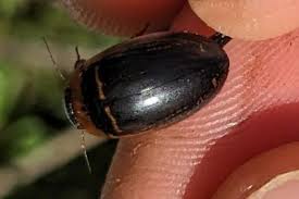 Attēlu rezultāti vaicājumam “Hydaticus transversalis”