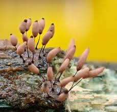 Attēlu rezultāti vaicājumam “Diderma floriforme stalked”